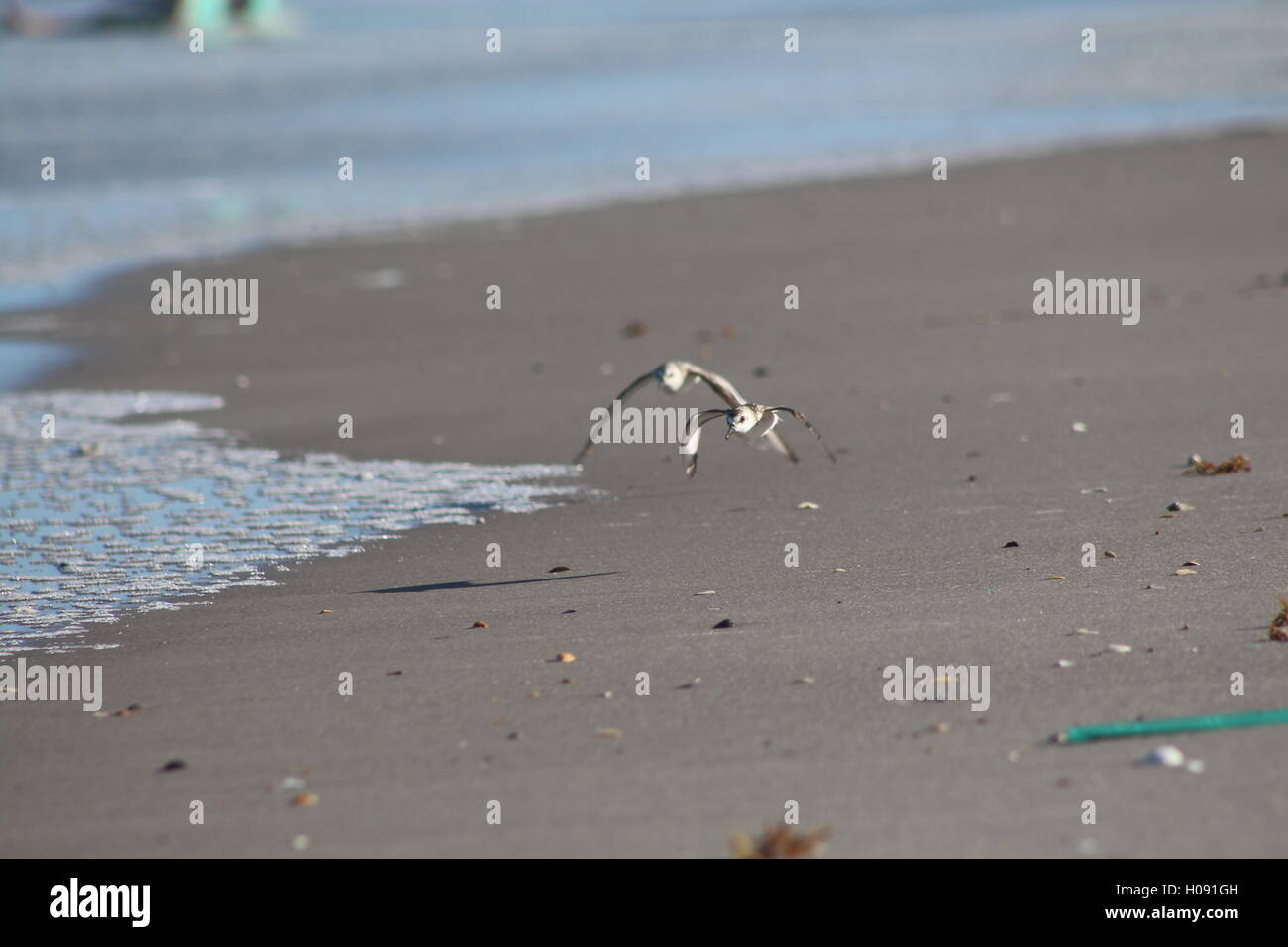 Two Sanderlings fly by the shoreline, florida beach Stock Photo