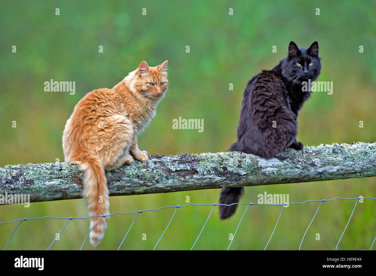 Cats ginger tabby and black and white together on fence Stock Photo