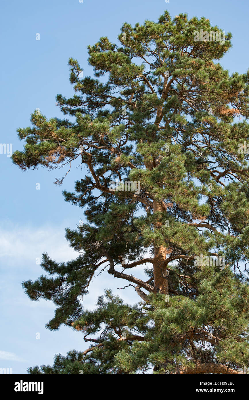 Large tall pine tree hi-res stock photography and images - Alamy