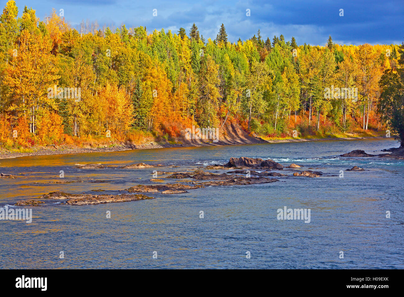 Beautiful River-Scenery with Aspen trees in prime Autumn colors, Canada Stock Photo