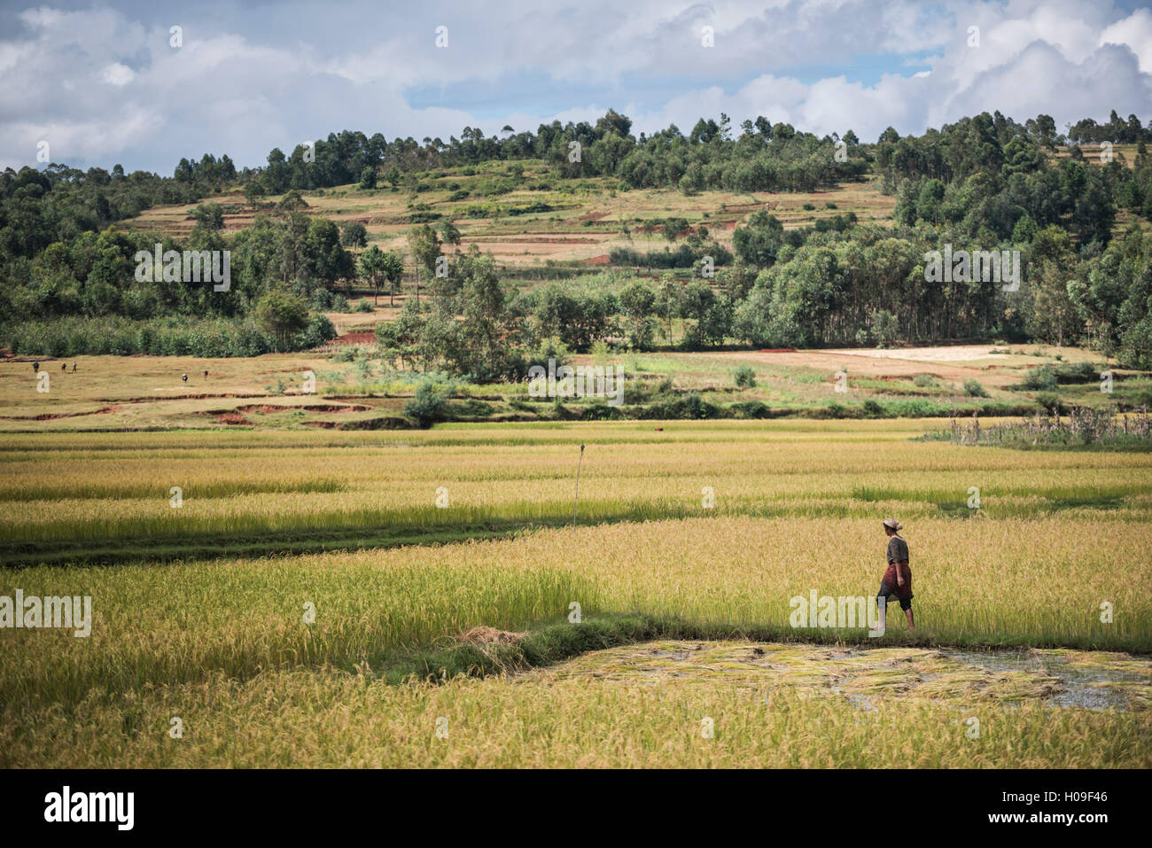 Lady in rice paddy fields on RN7 (Route Nationale 7) near Ambatolampy in the Central Highlands, Madagascar, Africa Stock Photo