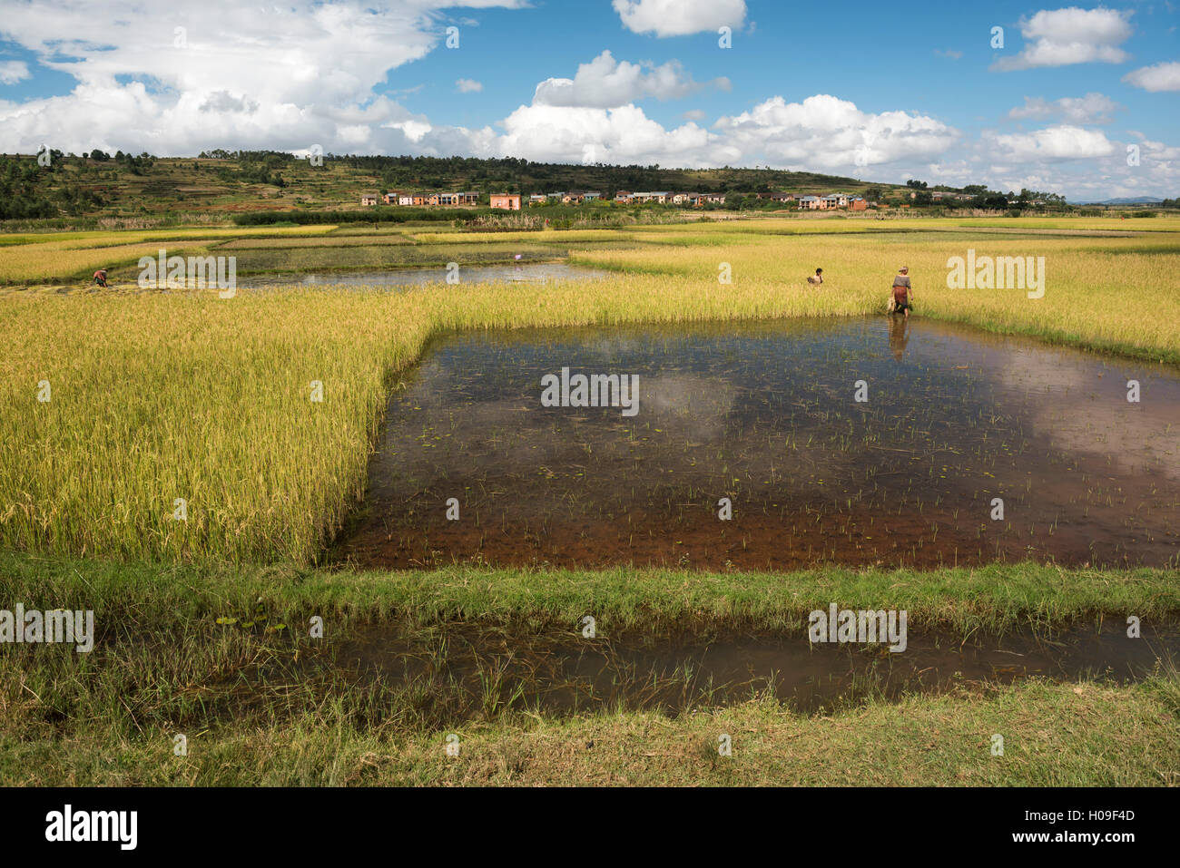 Rice paddy fields on RN7 (Route Nationale 7) near Ambatolampy in the Central Highlands of Madagascar, Africa Stock Photo