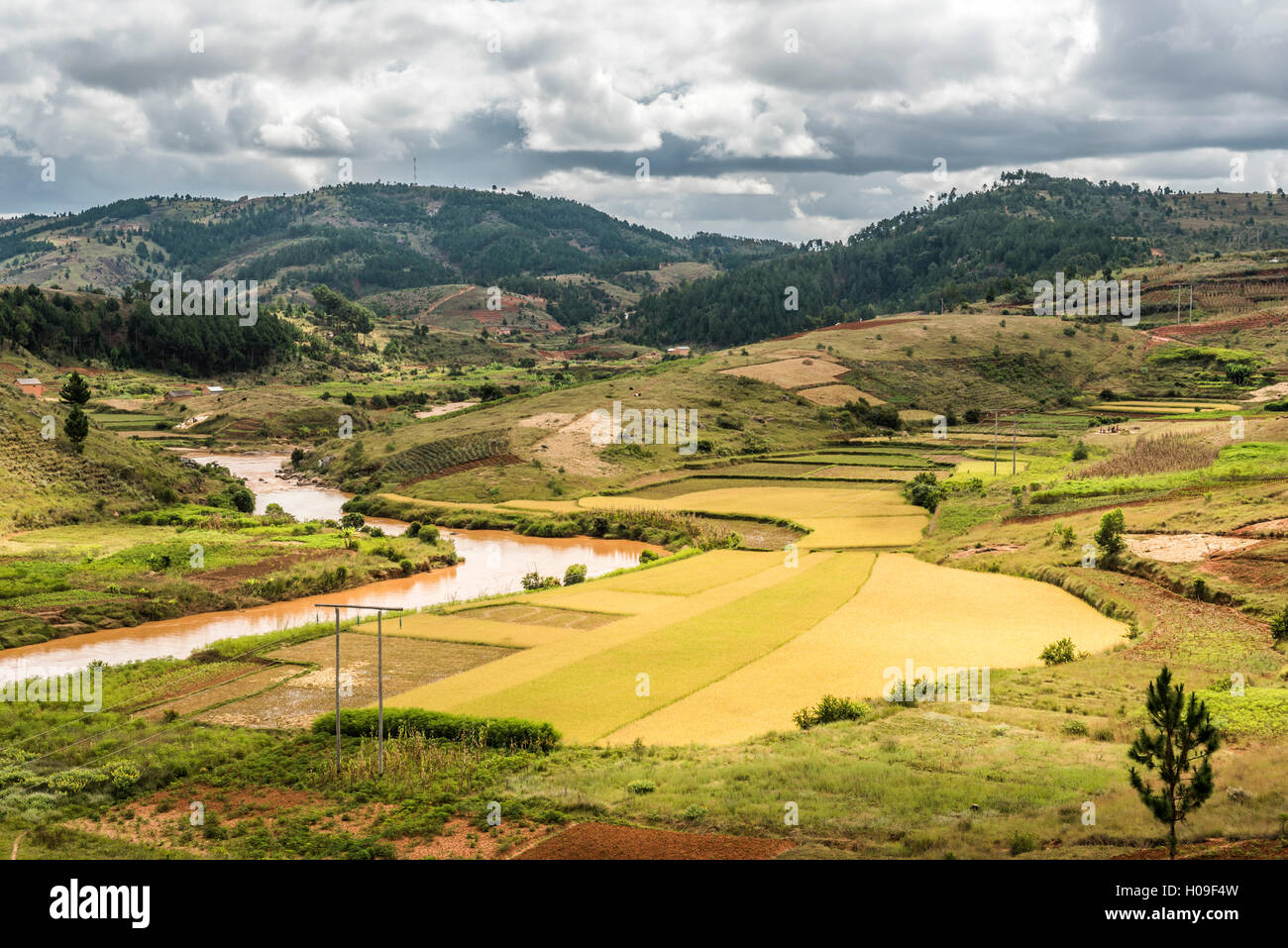 Rice paddy field scenery near Antananarivo, Antananarivo Province, Eastern Madagascar, Africa Stock Photo