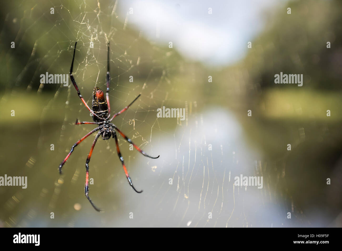 Golden silk orb weaver spider (Nephila) on its web, Reserve