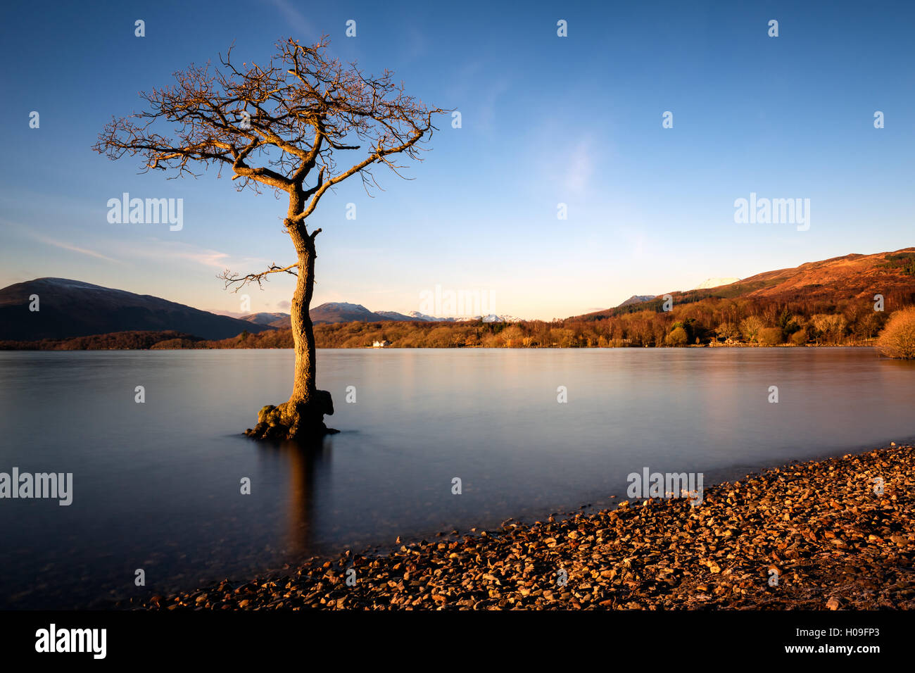 Lone tree at Loch Lomond, Scotland, United Kingdom, Europe Stock Photo