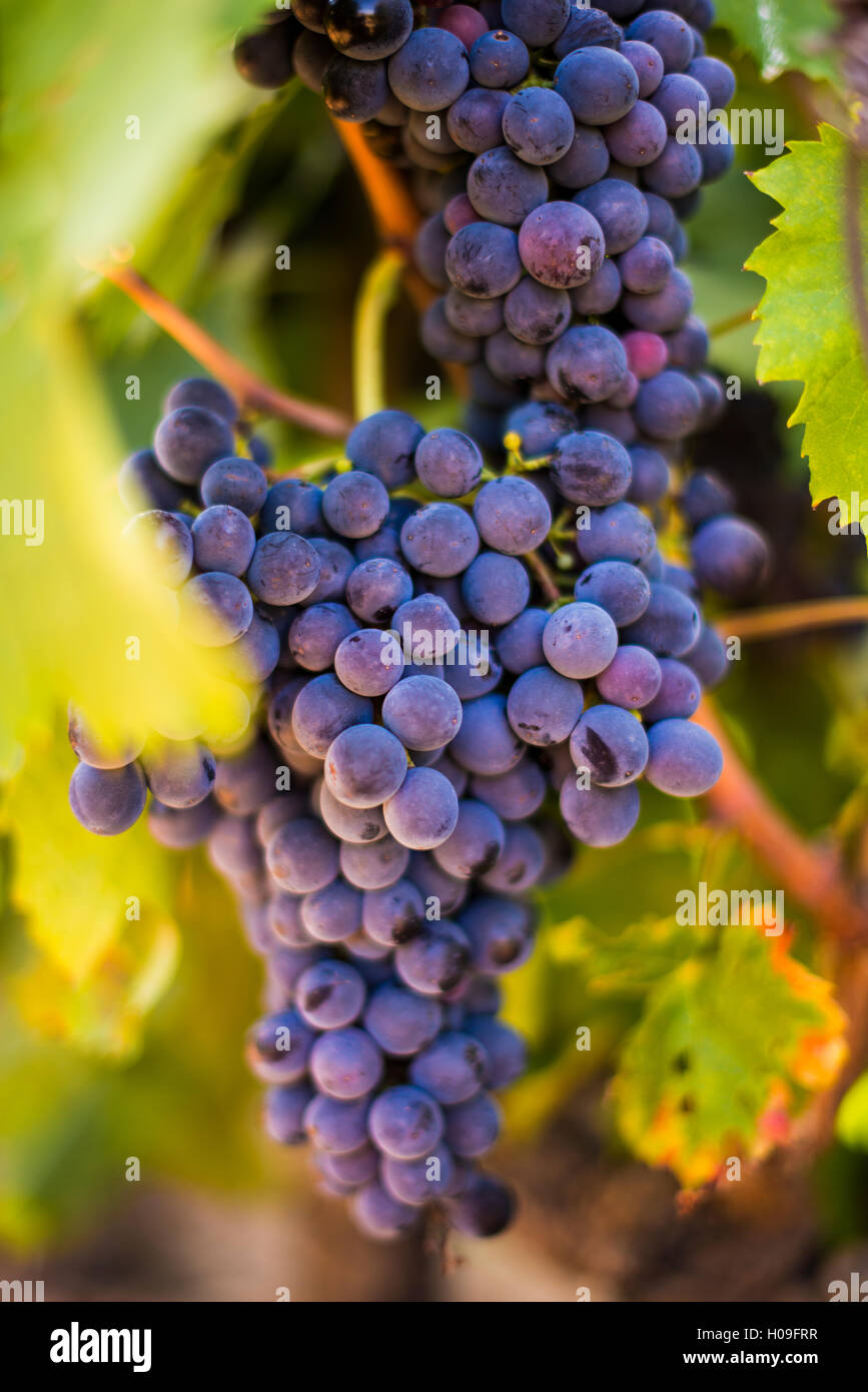 Grapes ripening in the sun at a vineyard in the Alto Douro region, Portugal, Europe Stock Photo