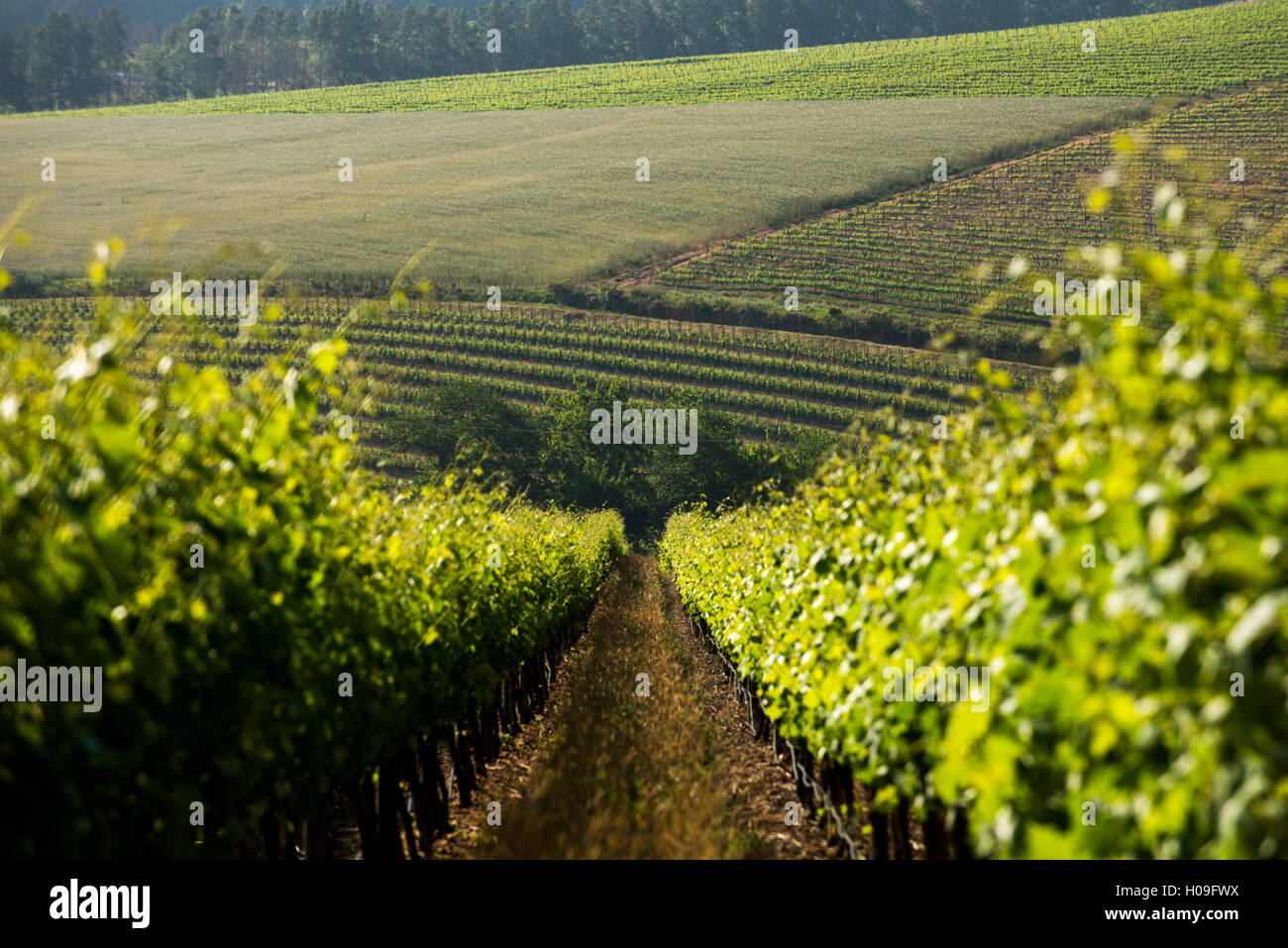 Vineyards near Stellenbosch in the Western Cape, South Africa, Africa Stock Photo