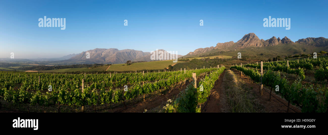 Vineyards near Stellenbosch in the Western Cape, South Africa, Africa Stock Photo