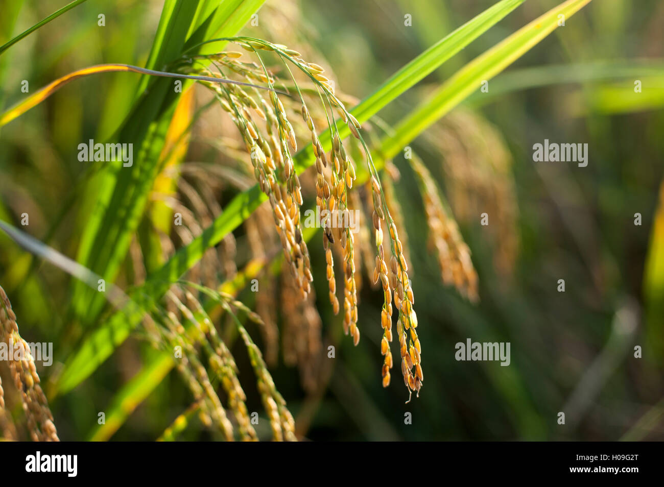 Fully matured rice ready to be harvested in Yunnan Province, China, Asia Stock Photo