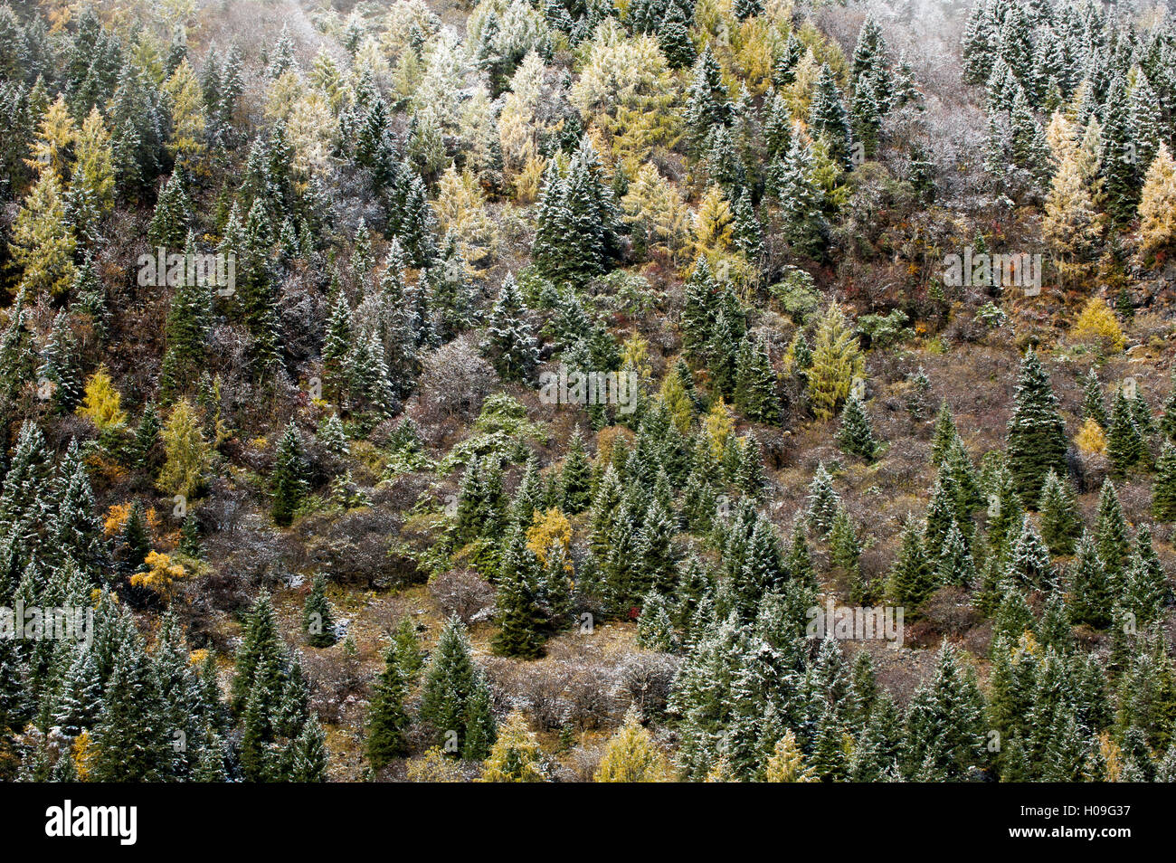 Early in morning frost on trees in Mount Siguniang, an area of outstanding natural beauty in Sichuan Province, China, Asia Stock Photo