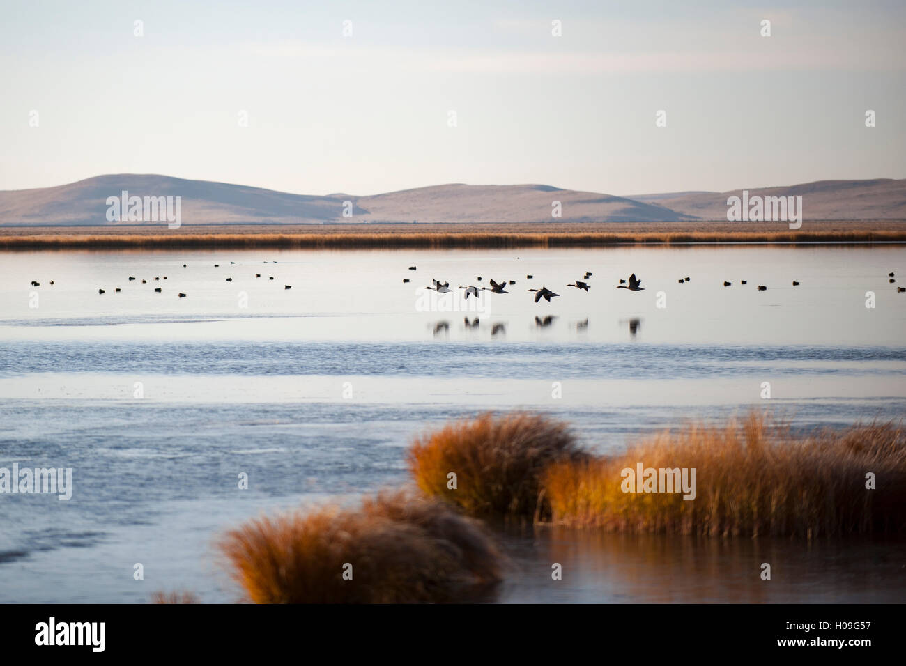 Huahu (Flower Lake), an important sanctuary for birds, Sichuan, China, Asia Stock Photo