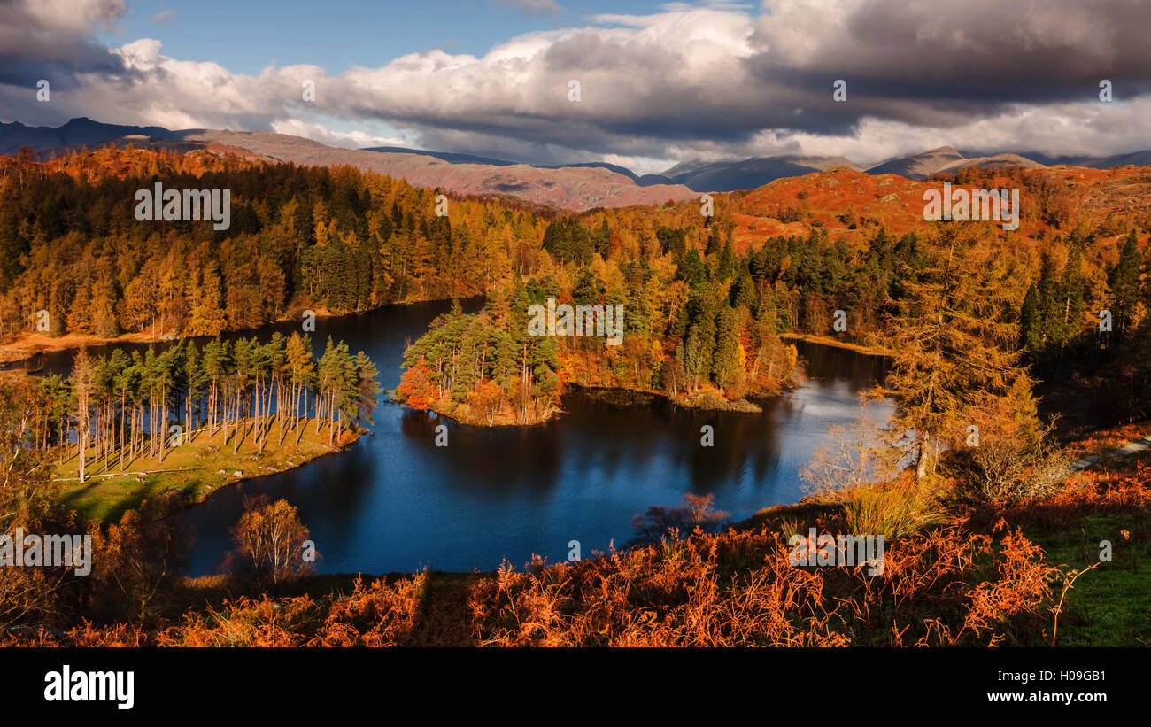 Autumn morning at Tarn Hows in the Lake District National Park, Cumbria, England, United Kingdom, Europe Stock Photo