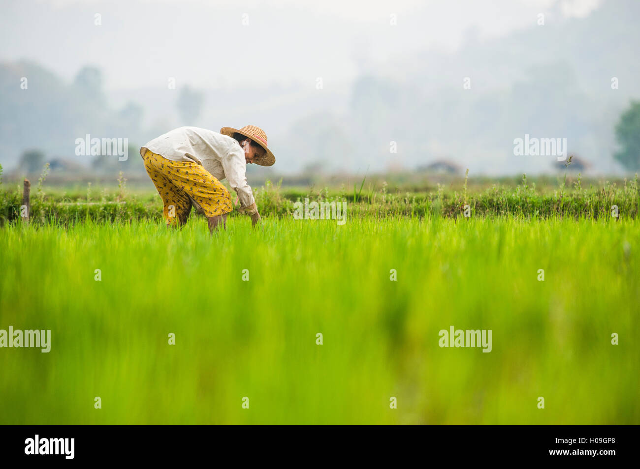 Myanmar Rice Paddy A woman plants rice in paddies near Myitkyina, Myanmar (Burma), Asia ...