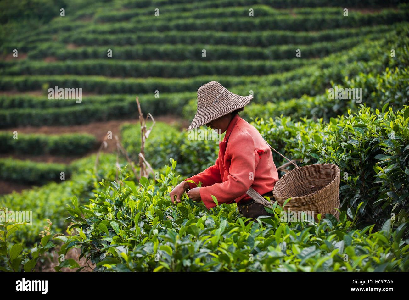 A woman collects tea leaves on a Puer tea estate in Yunnan Province, China, Asia Stock Photo