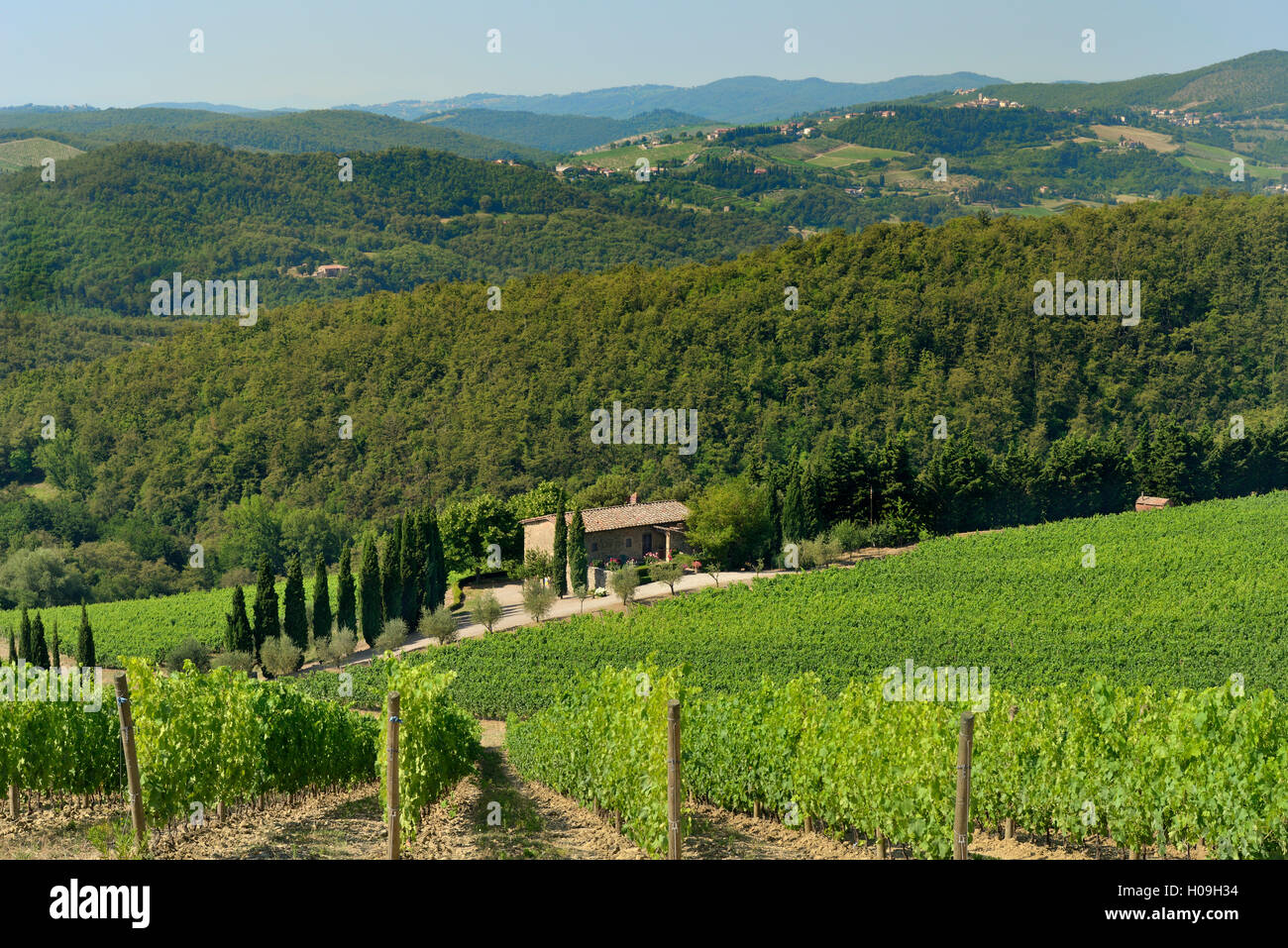 Vineyard and olive grove, Pian D'Albola, Radda in Chianti, Siena Province, Tuscany, Italy, Europe Stock Photo