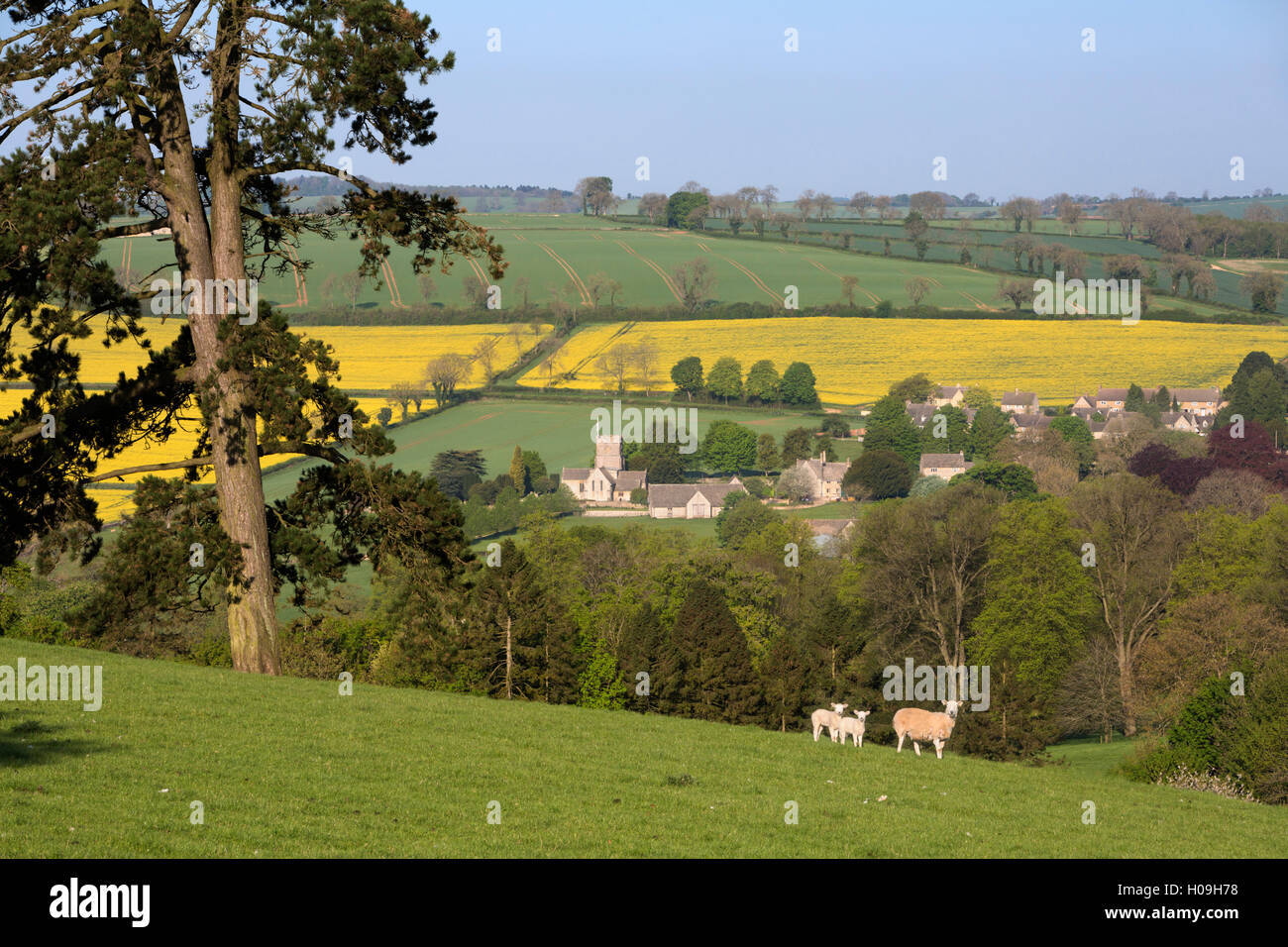Oilseed rape fields and sheep above Cotswold village, Guiting Power, Cotswolds, Gloucestershire, England, United Kingdom, Europe Stock Photo