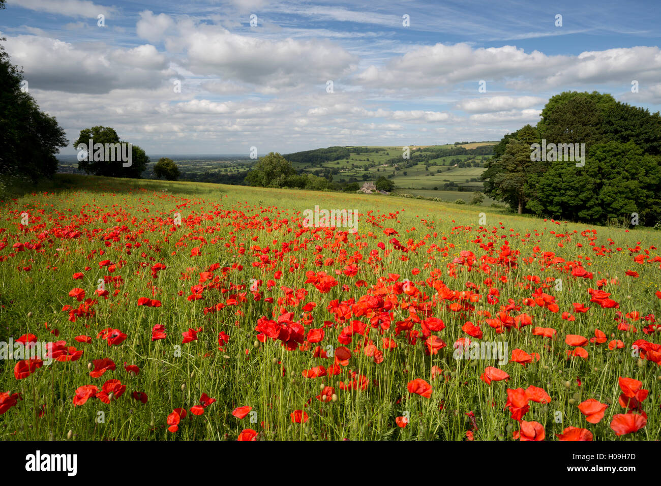 Field of red poppies, near Winchcombe, Cotswolds, Gloucestershire, England, United Kingdom, Europe Stock Photo
