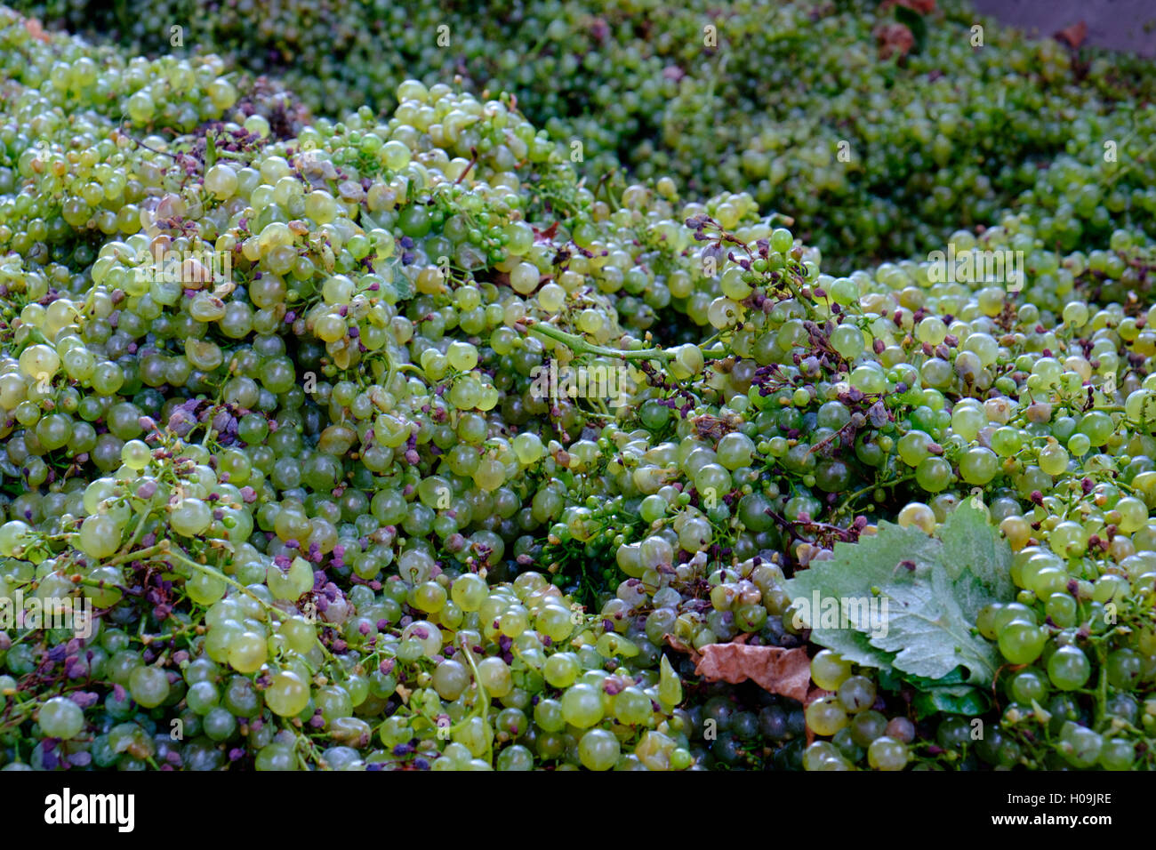 Glera grapes ready for prosecco wine production Stock Photo