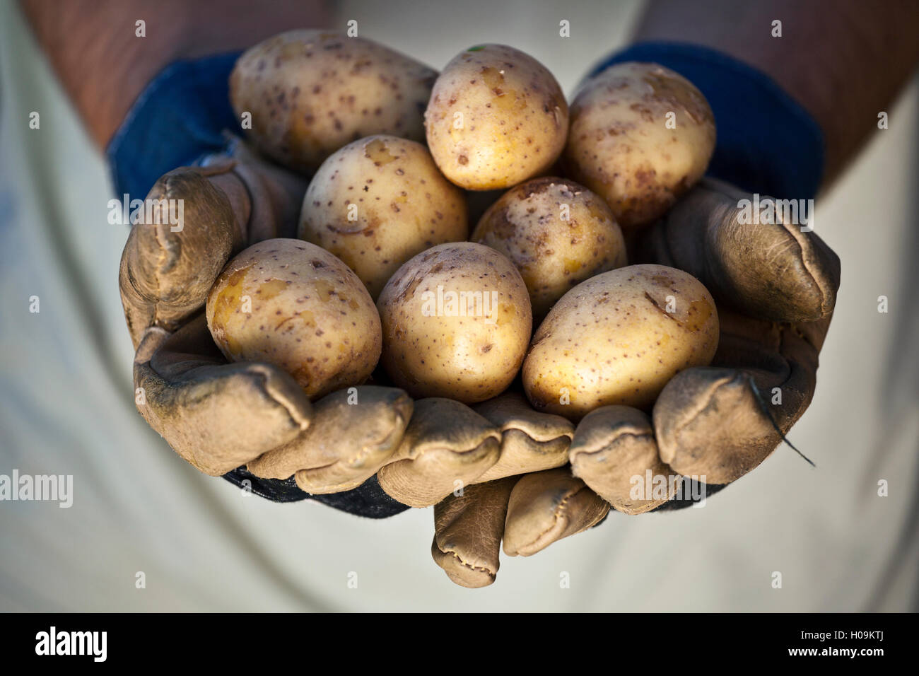 Group of fresh potatoes in farmer's hands Stock Photo Alamy