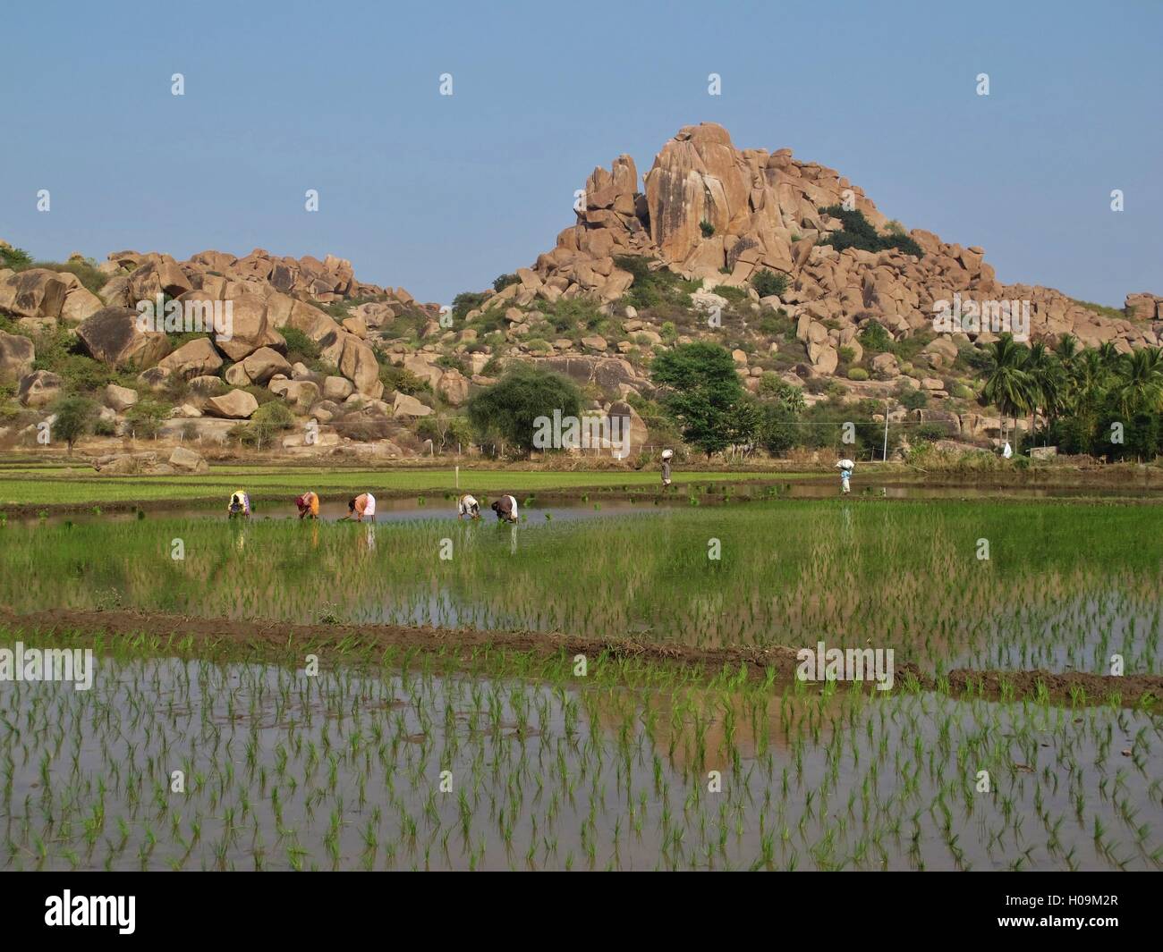 Unique landscape in Hampi, Karnataka. Granite mountain and rice field