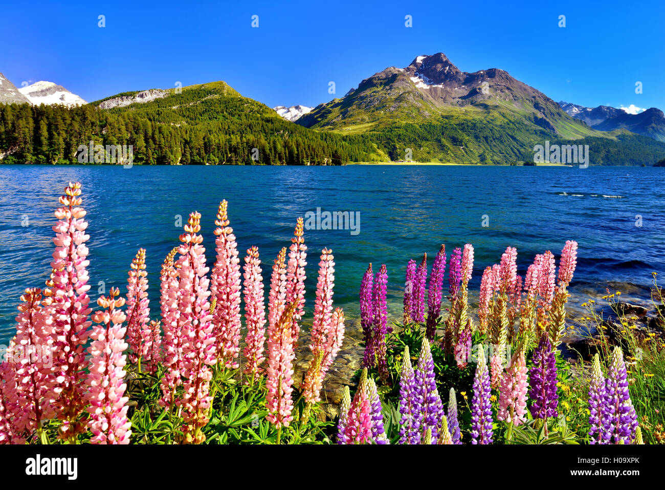 Blooming lupines (Lupinus) at Lake Sils with Piz da la Margna, Engadin, Canton of Grisons, Switzerland Stock Photo