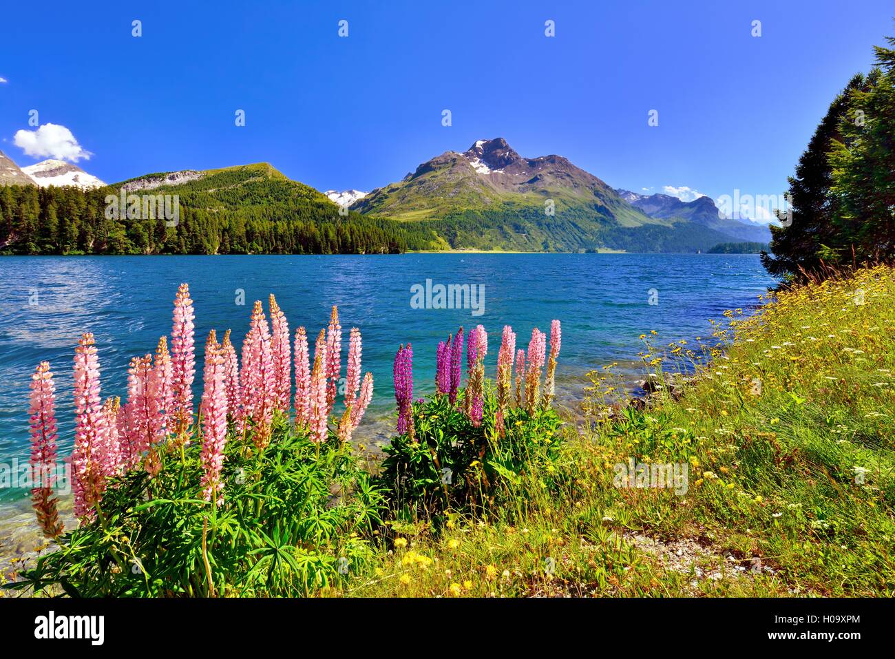 Lupines (Lupinus) at Lake Sils with Piz da la Margna, Engadin, Canton of Grisons, Switzerland Stock Photo