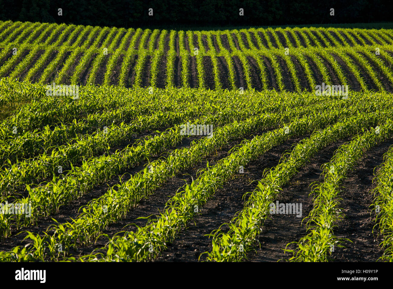 Corn field early growth, Eastern Townships, Canada Stock Photo