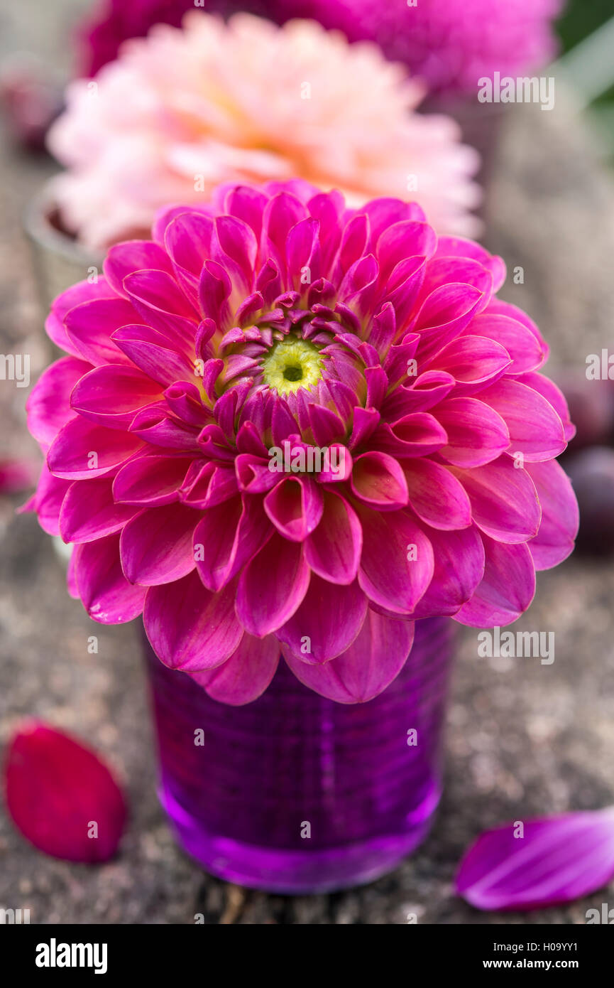 Dahlia (Dalia hybrids), color gradation bordeaux and pink, purple glass vase, Germany Stock Photo
