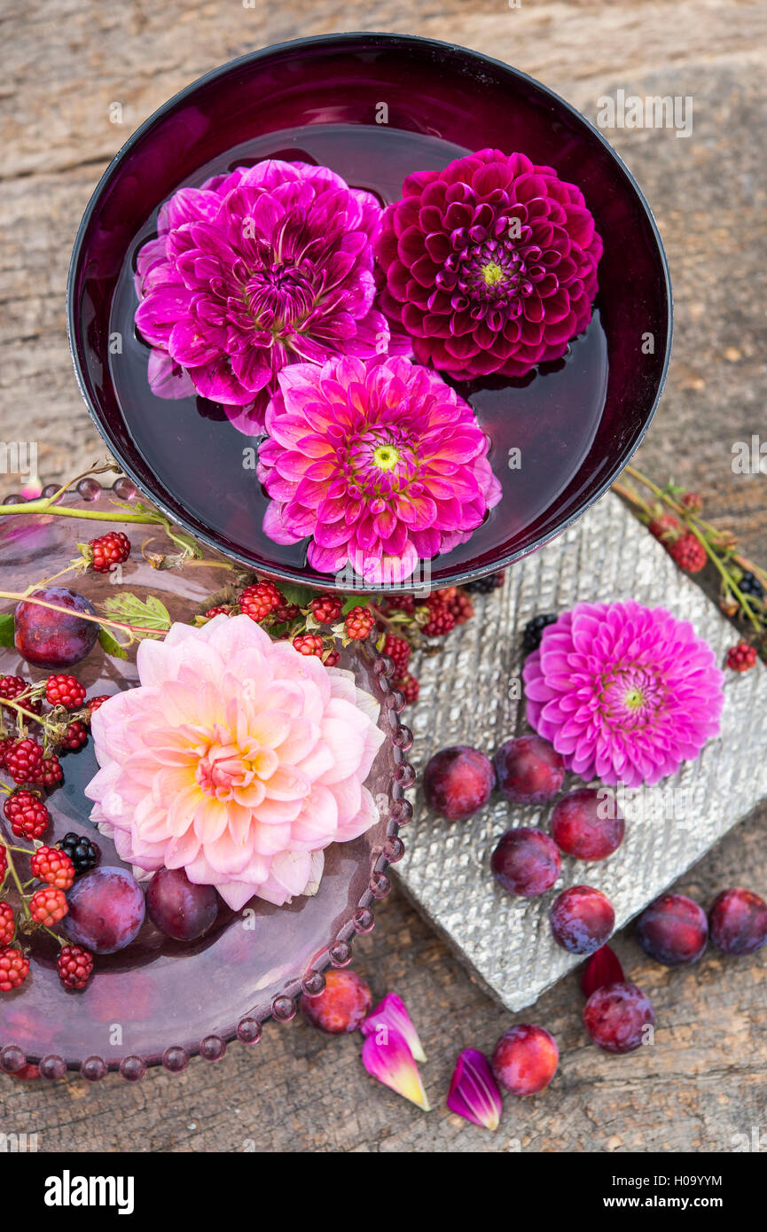 Dahlias (Dalia hybrids), burgundy and pink, superimposed in red water