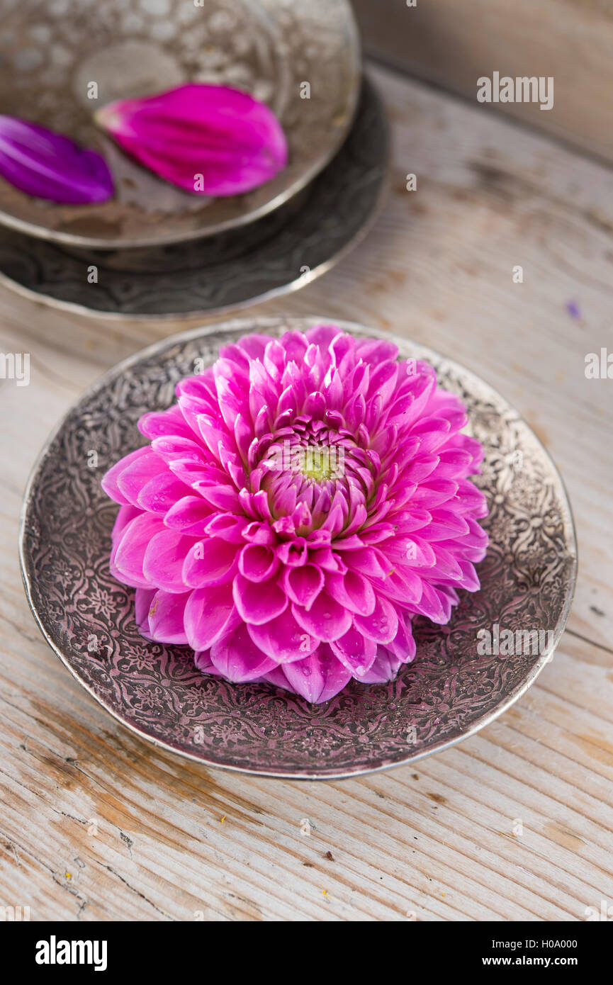 Dahlia (Dalia hybrids), pink, in silver bowl on wooden table, Germany Stock Photo