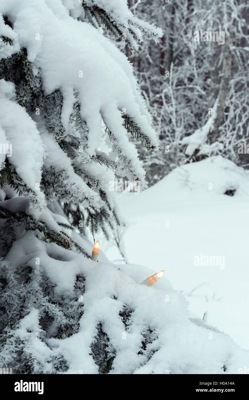 Lights in outdoor Christmas tree, Sweden Stock Photo