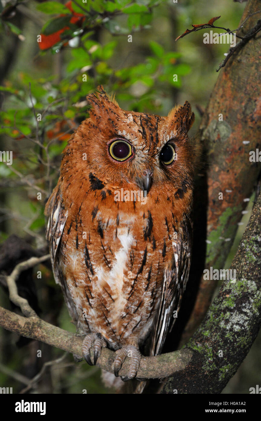Eared owl (Asio sp.) in dry forest, western Madagascar Stock Photo
