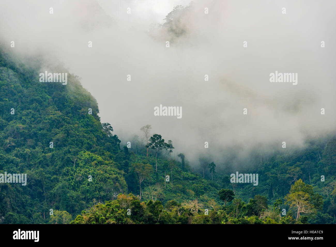 Karst mountains shrouded in clouds, rainforest, Nong Khiaw, Luang ...