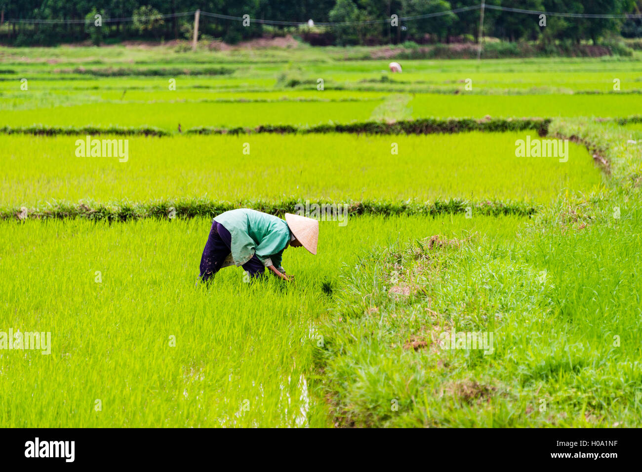 Farmer worker rice hi-res stock photography and images - Alamy