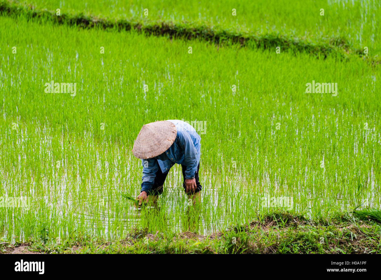 Worker, farmer in a green rice field, Quang Nam, Vietnam Stock Photo