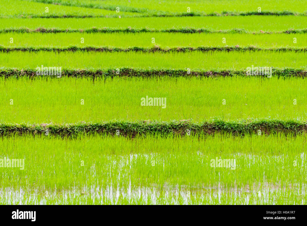 Green rice field, Quang Nam, Vietnam Stock Photo