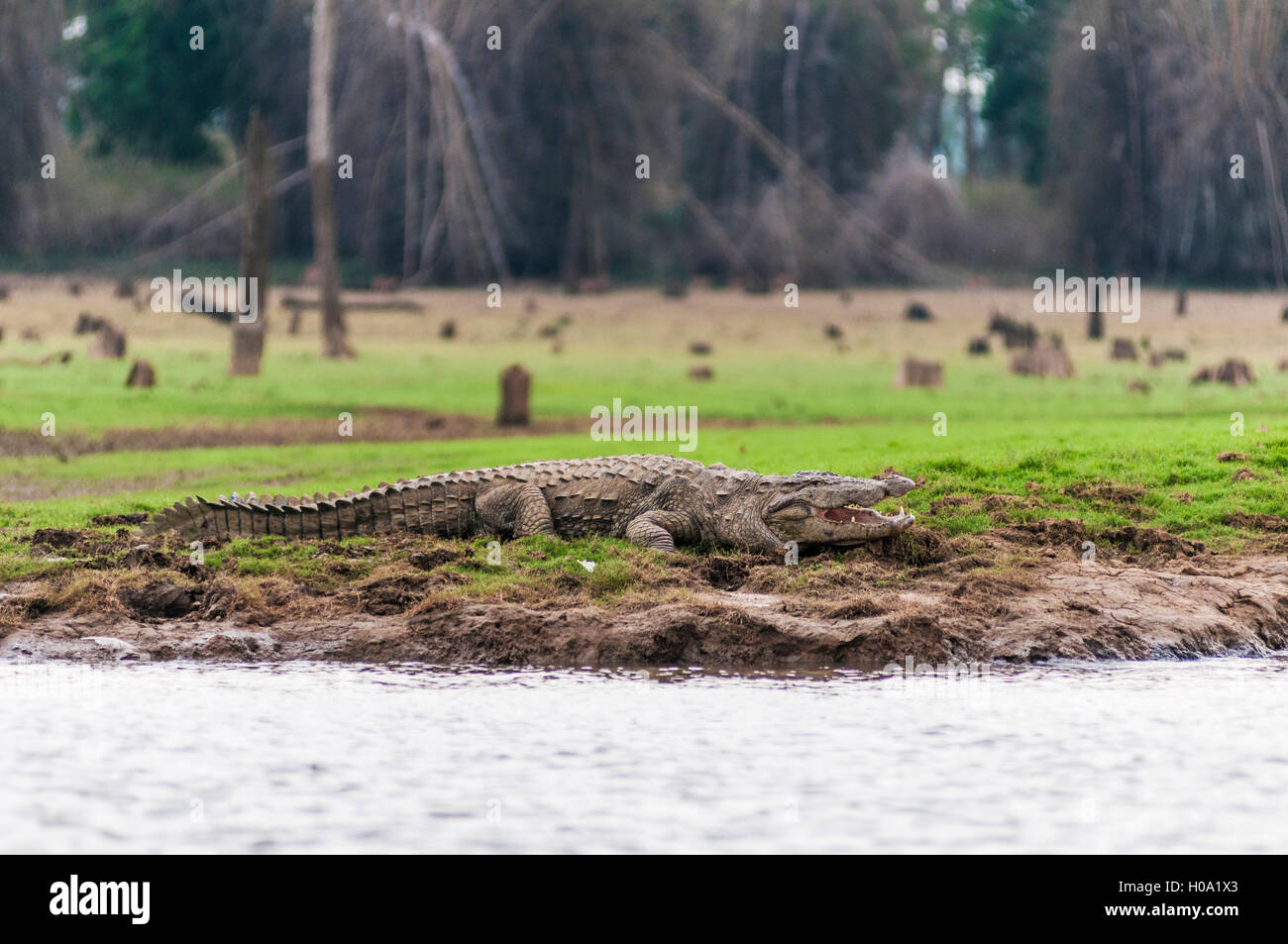 Marsh Crocodile (Crocodylus palustris), Kabini River, Kabini Lake, Kabini Reservoir, Nagarhole National Park Stock Photo
