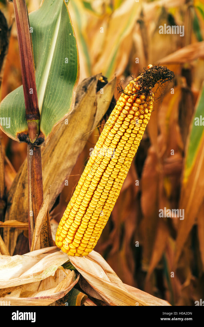 Corn ear in maize field Stock Photo Alamy