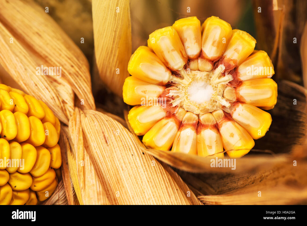 Corn ob with grains cross section on the stalk Stock Photo Alamy