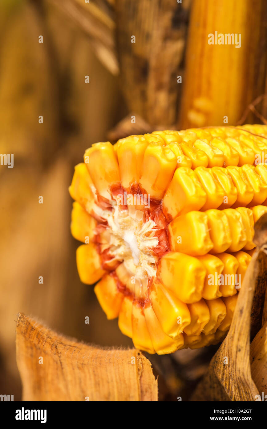 Corn ob with grains cross section on the stalk Stock Photo - Alamy