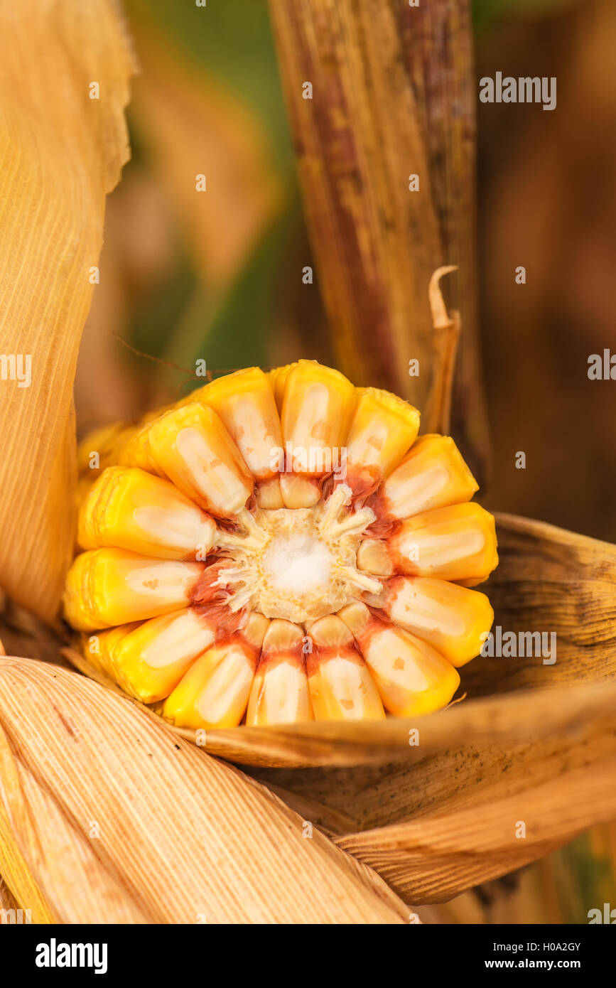 Corn ob with grains cross section on the stalk Stock Photo - Alamy