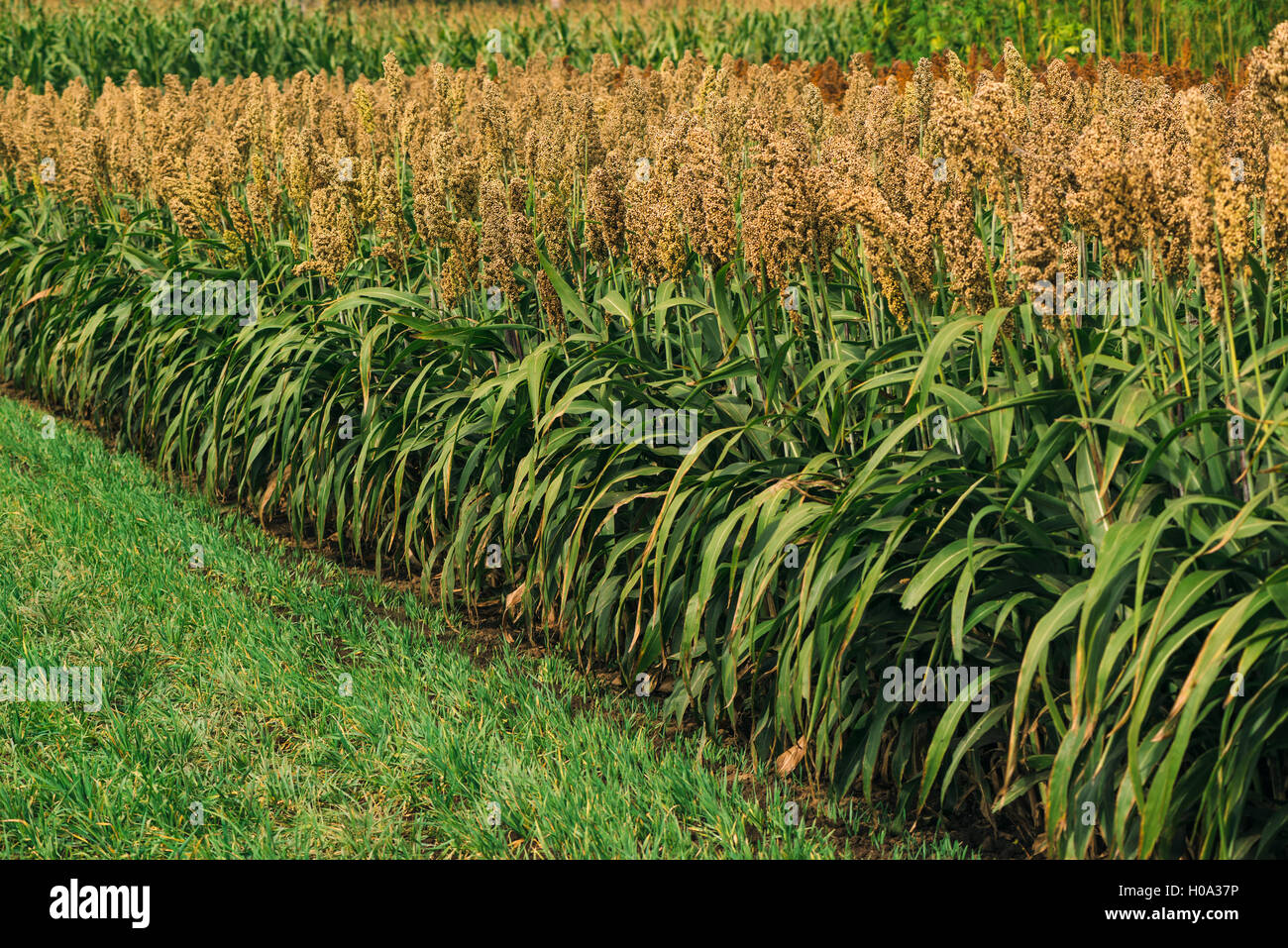 Sorghum crop hi-res stock photography and images - Alamy