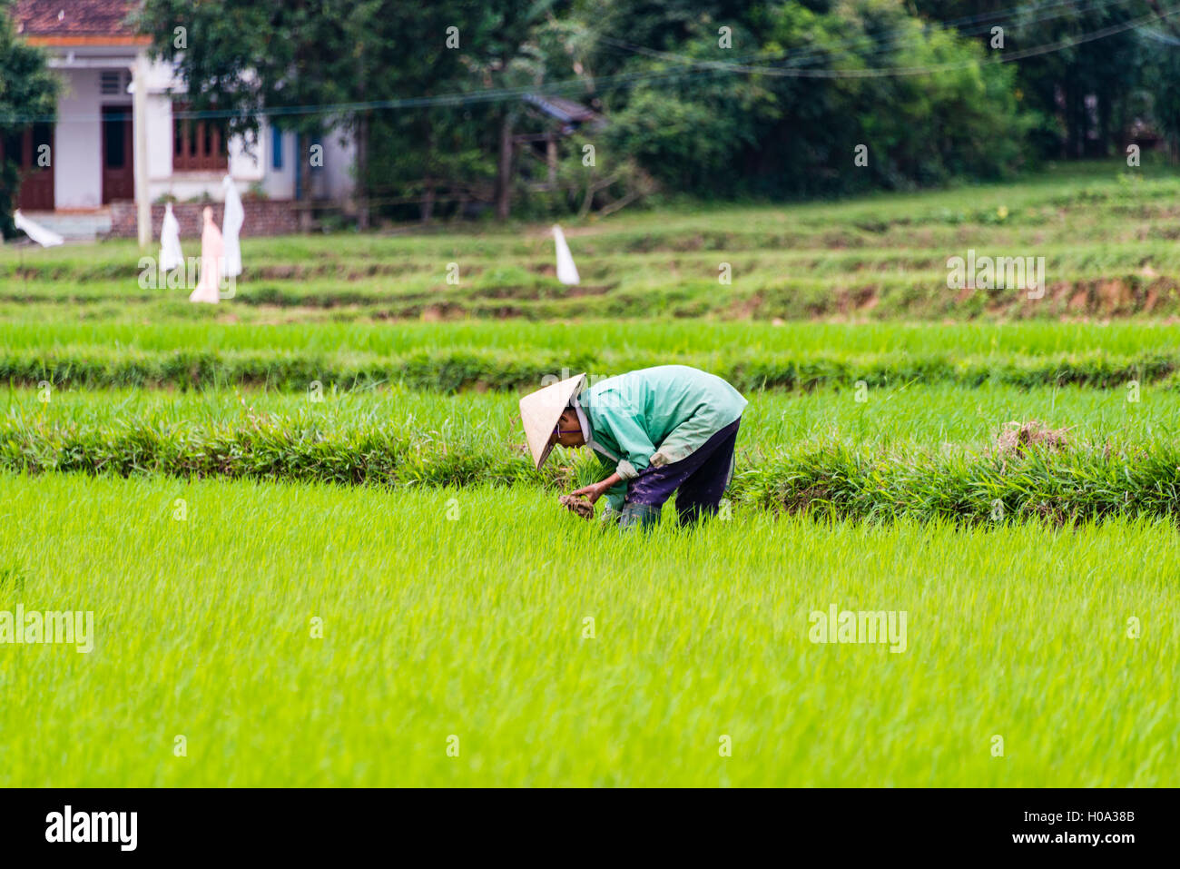 Worker, farmer in a green rice field, Quang Nam, Vietnam Stock Photo