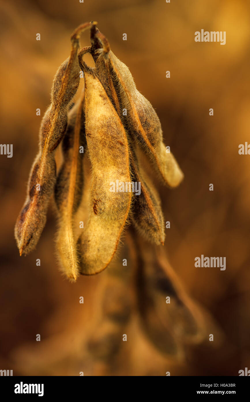 Ripe pod hi-res stock photography and images - Alamy