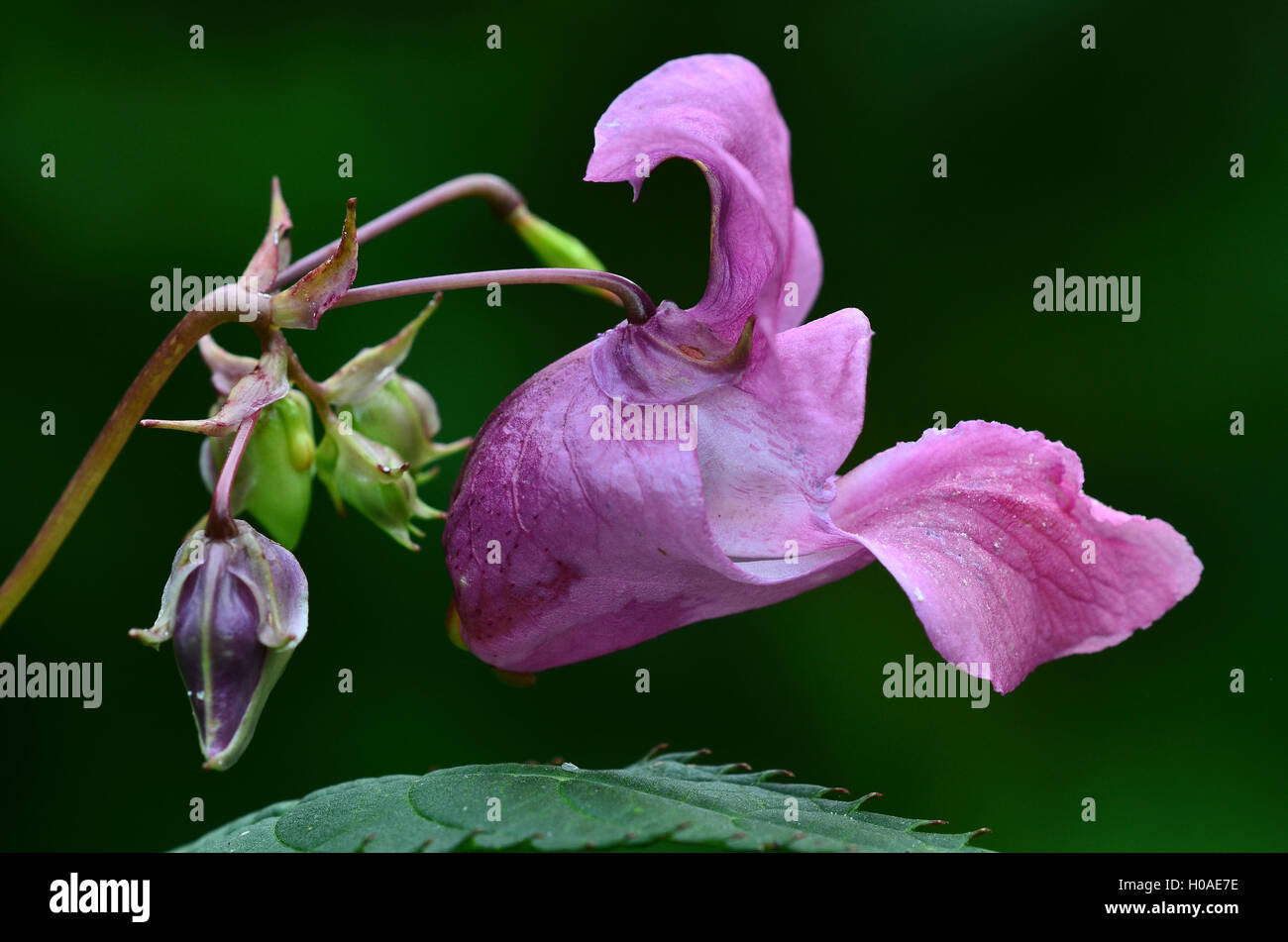 Indian or Himalayan balsam Stock Photo