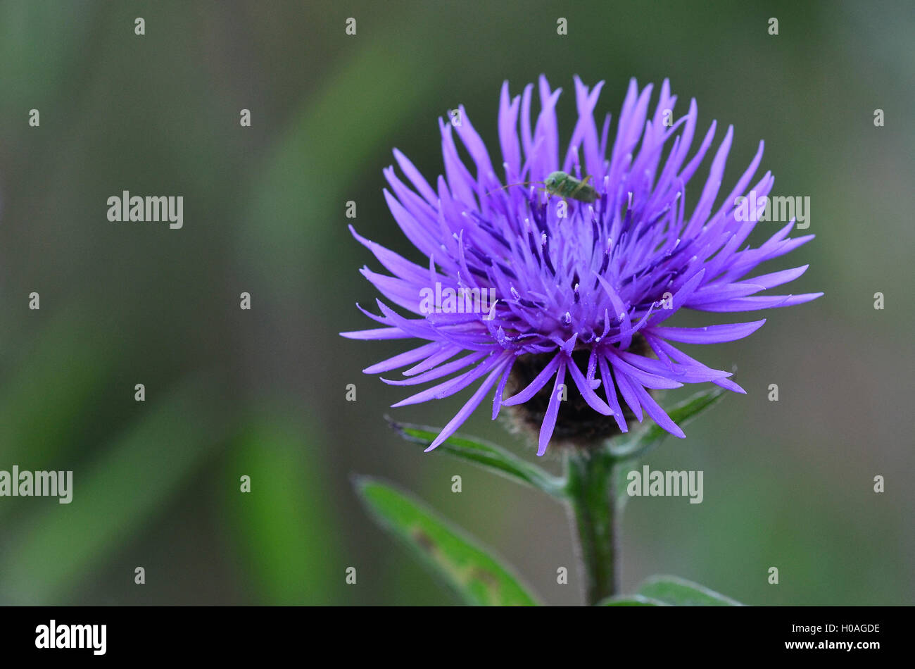 common knapweed Stock Photo