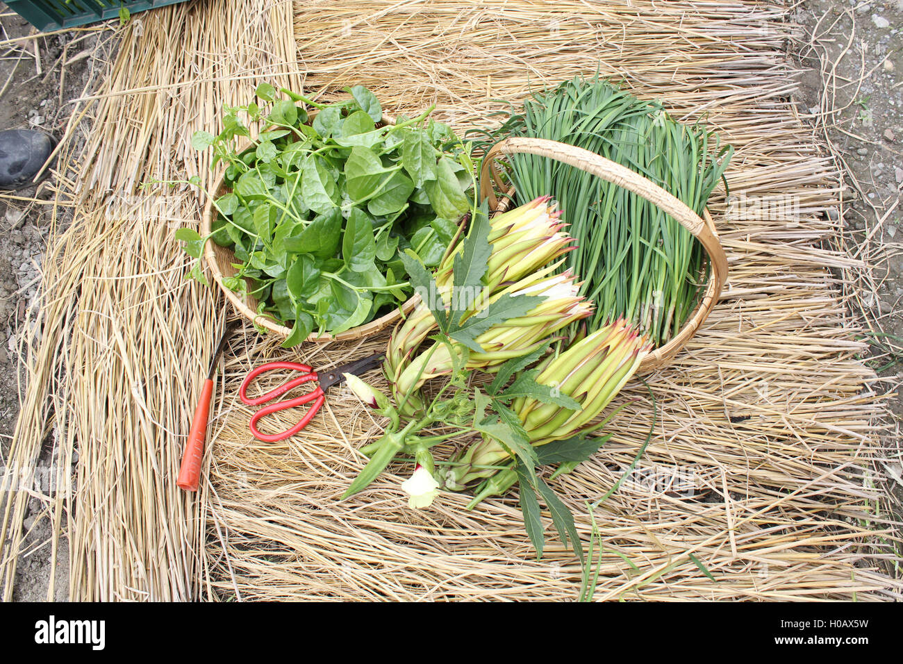 Fresh vietnamese vegetables on rice straw in the countryside Stock