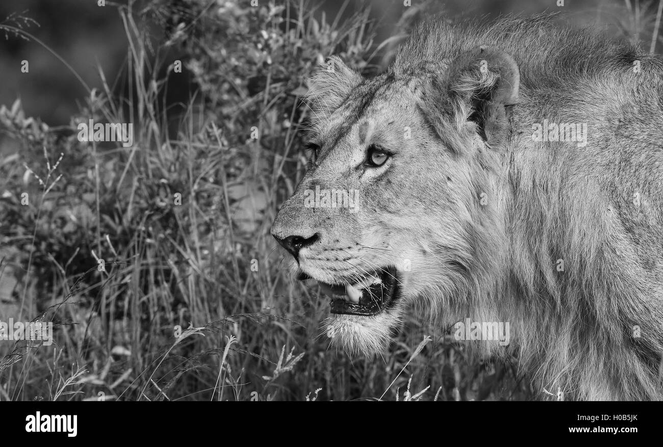 Lioness prowling at The Kruger National Park South Africa Stock Photo