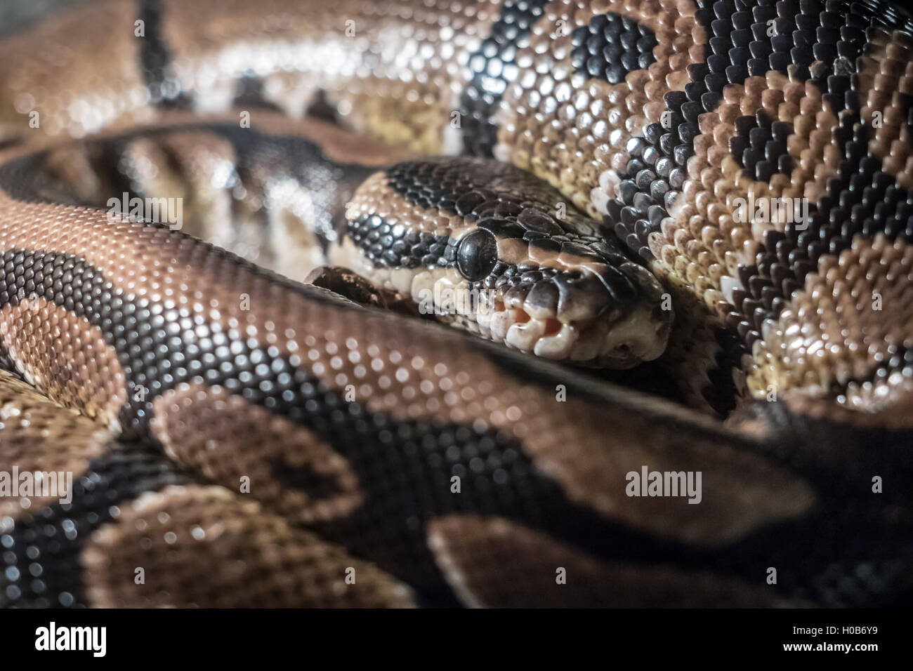 Royal Python, or Ball Python (Python regius Stock Photo - Alamy