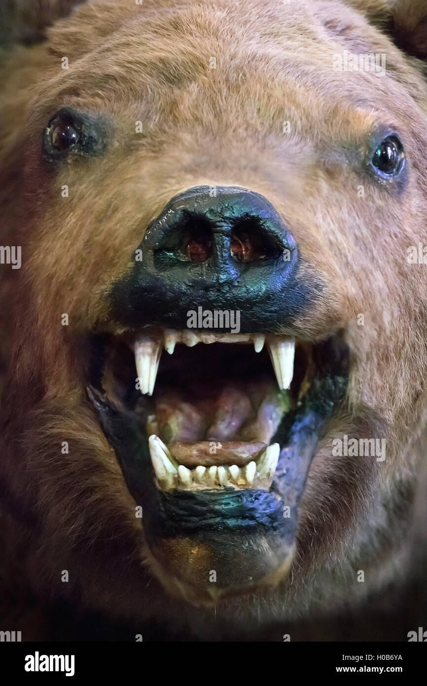 Roaring bear's head. Stuffed bear. Stock Photo